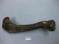 藏品(鬣狗肢骨)的圖片